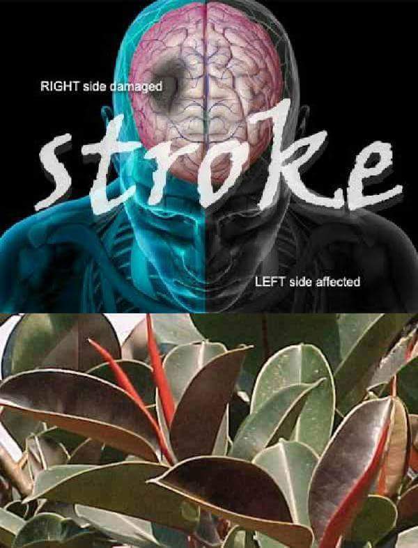 “SEMBUH DARI STROKE”