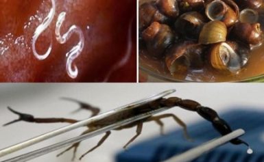 Yang Dipilih Suruh Masyarakat Makan Keong Sawah & Cacing & Yang Memilih “Nyuruh” Bisnis Racun Kalajengking, Levelnya Sama ???