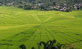 Jak Lingko : moda transportasi yang terintegrasi dalam satu jaringan