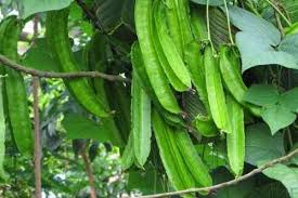 Tanaman Kecipir dan manfaatnya